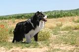 BORDER COLLIE 258